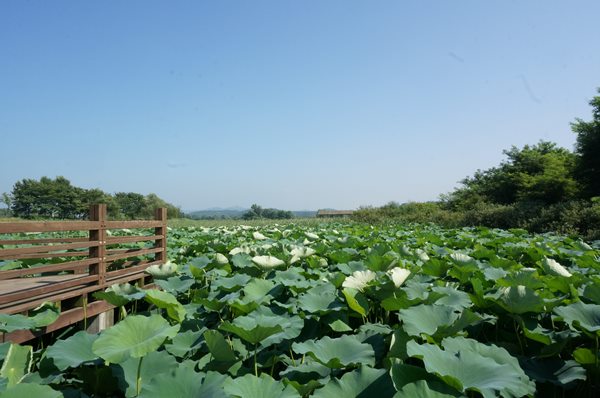 안산갈대습지공원 (18).JPG